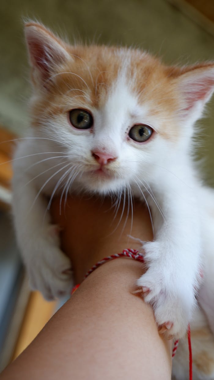 Cute ginger and white kitten being held, looking curious and alert.
